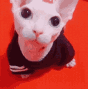 catnakeyq Slack emoji