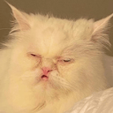 derpwhitecatq Slack emoji