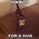 hugcatq Slack emoji