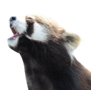 redpanda pogq Slack emoji