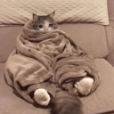 comfycatq Slack emoji