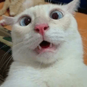 catuhwhatq Slack emoji