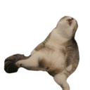 catsitq Slack emoji