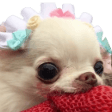 cutepup q Slack emoji