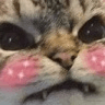 blushycatq Slack emoji