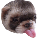 ferretblepq Slack emoji