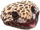 geckoblepq Slack emoji