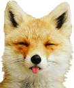 fox blepq Slack emoji