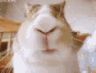 lilbunq Slack emoji