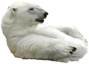 pbear q Slack emoji