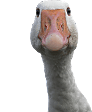 not funnyq Slack emoji