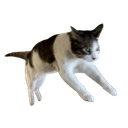 cat hopq Slack emoji