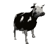 cowdanceq Slack emoji