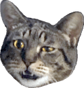 saywhatq Slack emoji