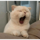 cat tiredq Slack emoji
