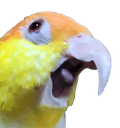 birdpogq Slack emoji