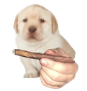 bluntdogq Slack emoji