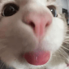 cat tongueq Slack emoji