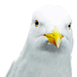seagulldanceq Slack emoji