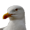 seagull q Slack emoji
