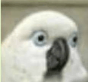 birbuhmq Slack emoji