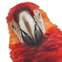 parrotwutq Slack emoji