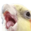 squakq Slack emoji
