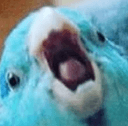 blubirdq Slack emoji