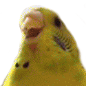 birboq Slack emoji
