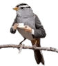 birbbq Slack emoji