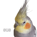 birb susq Slack emoji