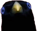 birb stareq Slack emoji