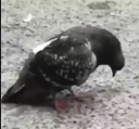sadpigeon Slack emoji