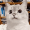 suskittyq Slack emoji