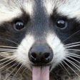 raccoontongueq Slack emoji