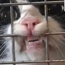 catbarsq Slack emoji