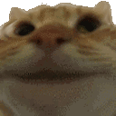 cat yes Slack emoji