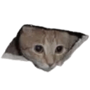 cat headq Slack emoji
