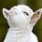 sassygoat Slack emoji