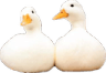 duckstwo0 Slack emoji