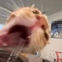 catmouth0 Slack emoji