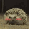 blushhedge0 Slack emoji