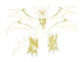 ultranecrozma Slack emoji