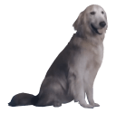 jpeg dog Slack emoji