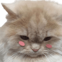 cat0 Slack emoji