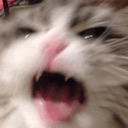 kitty ahhh h Slack emoji
