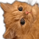 orangecath Slack emoji