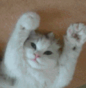 catpawshi21 Slack emoji
