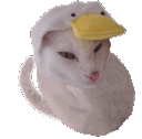 cat bean0 Slack emoji