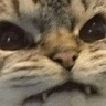 cat closeup squinting Slack emoji